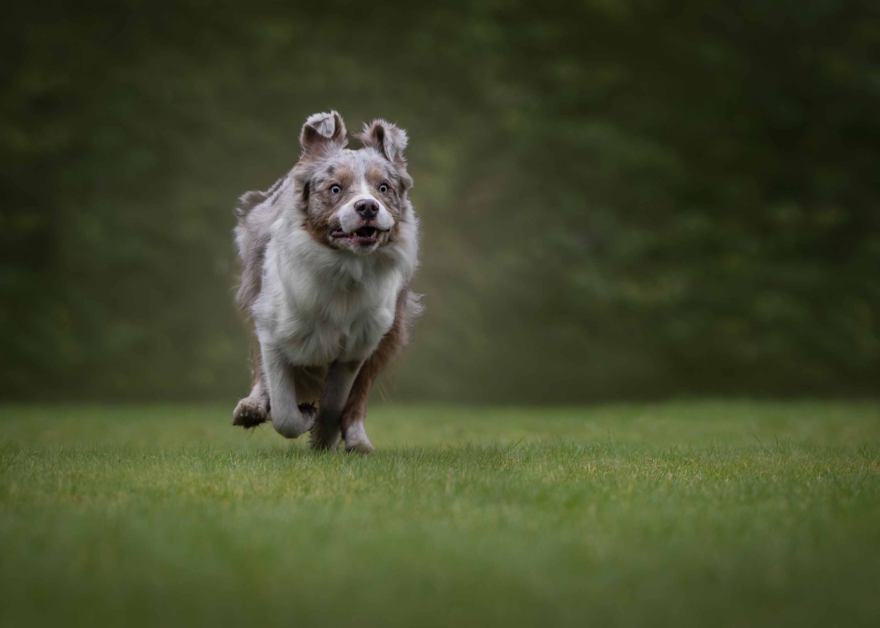 Award Winning Photograph of a Visla Dog